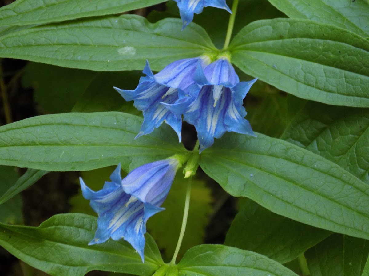 Willow gentian