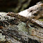 Salamanquesa común (Common wall gecko)