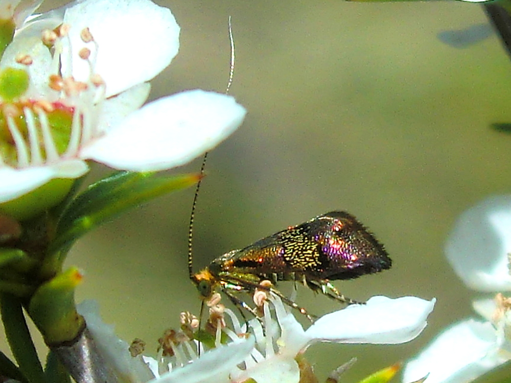 Fairy moth