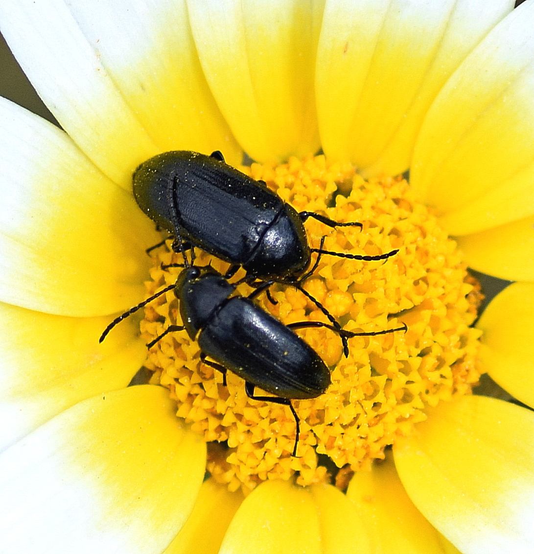 Comb-clawed Beetle