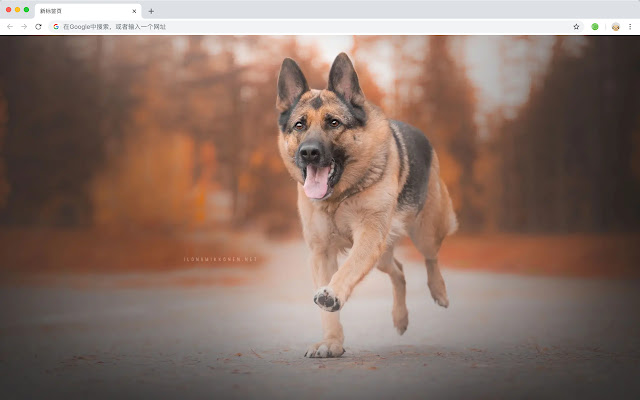 German Shepherd New Tab Theme HD