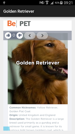 Golden Retriever Dog