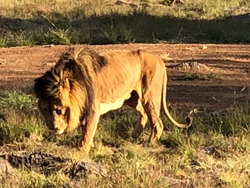 New & Improved Lions Park South Africa 2018