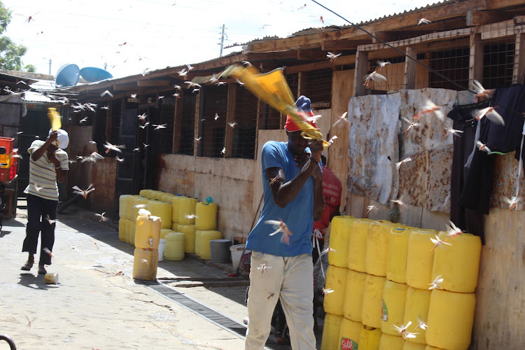 Desert locusts at Asweeto Bakery in Lodwar, Turkana county