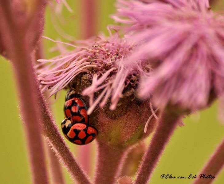 Lunate Ladybird