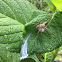 Nursery Web Spider