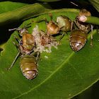 Asian Weaver Ant Queen