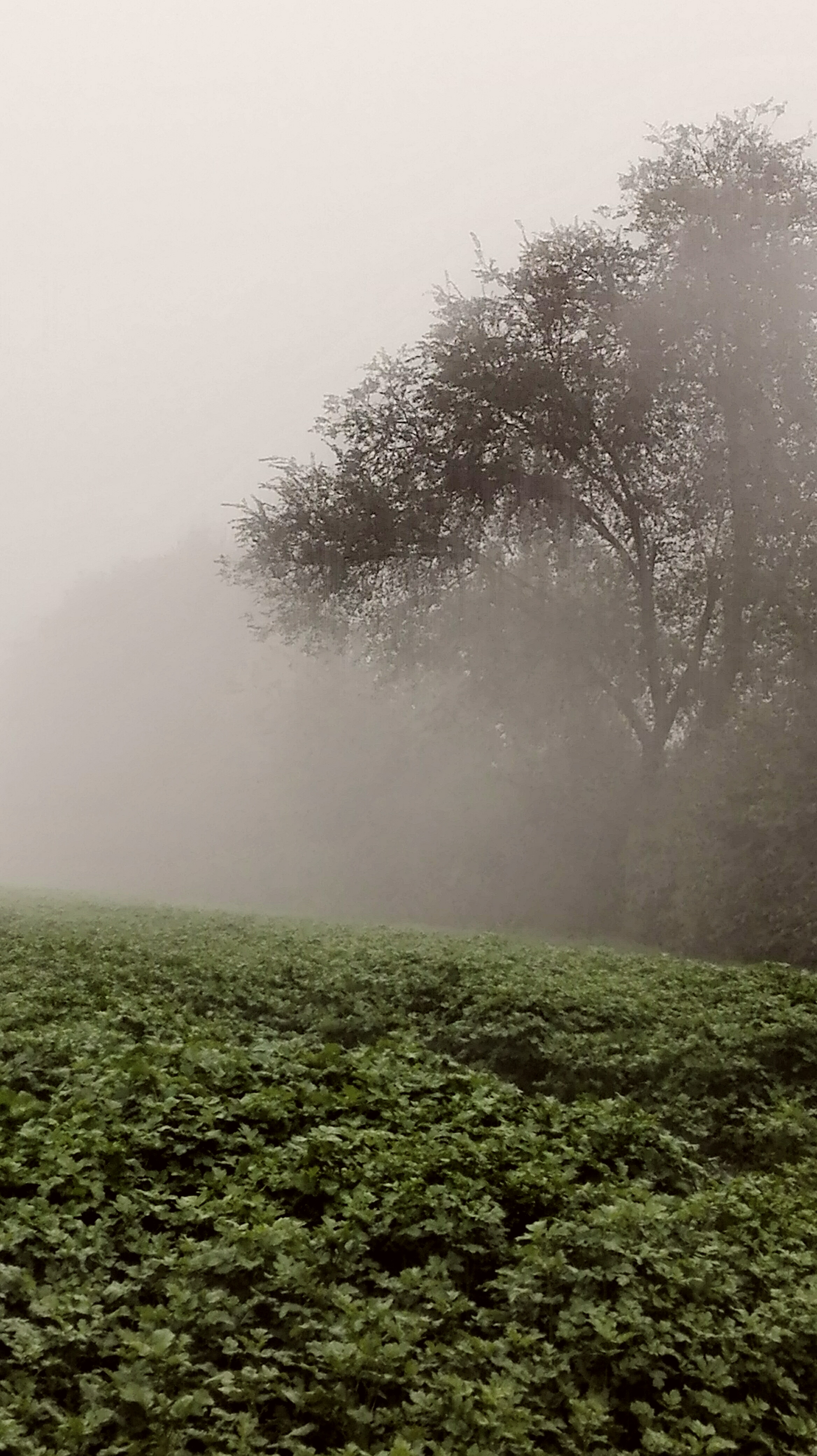 Oltre il verde di Lory67