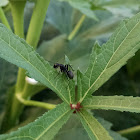 Black Carpenter Ant