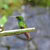 Coppery Headed Emerald