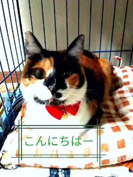 ねこ🐱第一話