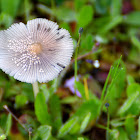 Pleated inkcap