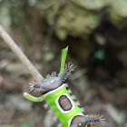 Saddleback caterpillar