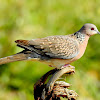 Spotted dove