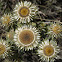 Carline Thistle