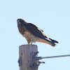 Swainson's Hawk