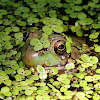 Green Frog