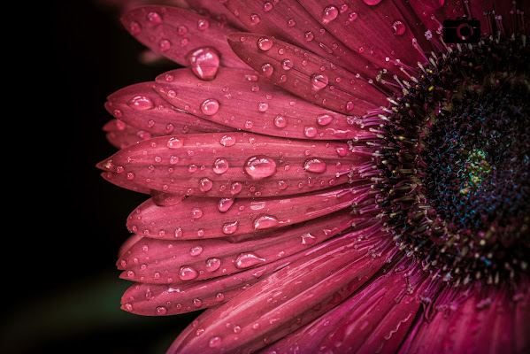 gocce pink di Massimiliano zompi