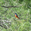 Painted Bunting