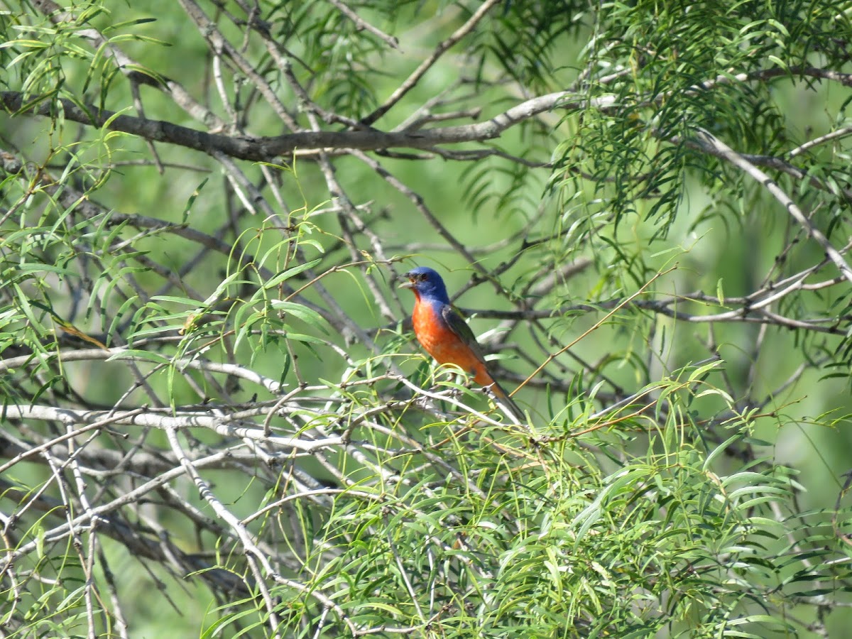 Painted Bunting