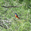 Painted Bunting