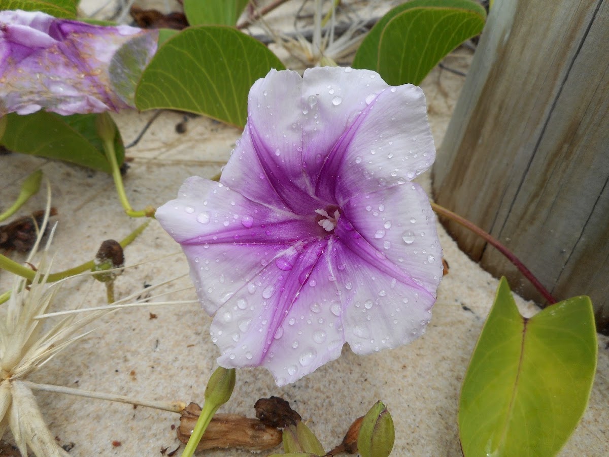 Goat's Foot Convolvulus