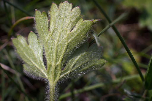 Ranunculus bulbosus