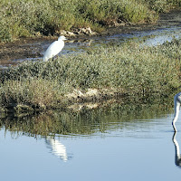 uccelli in oasi di palude di 