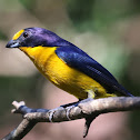 Violaceous Euphonia