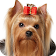 El Yorkshire Terrier icon