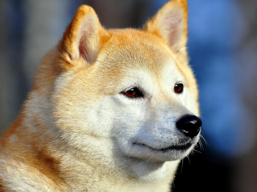 Akita Dog Pack 2 Wallpaper