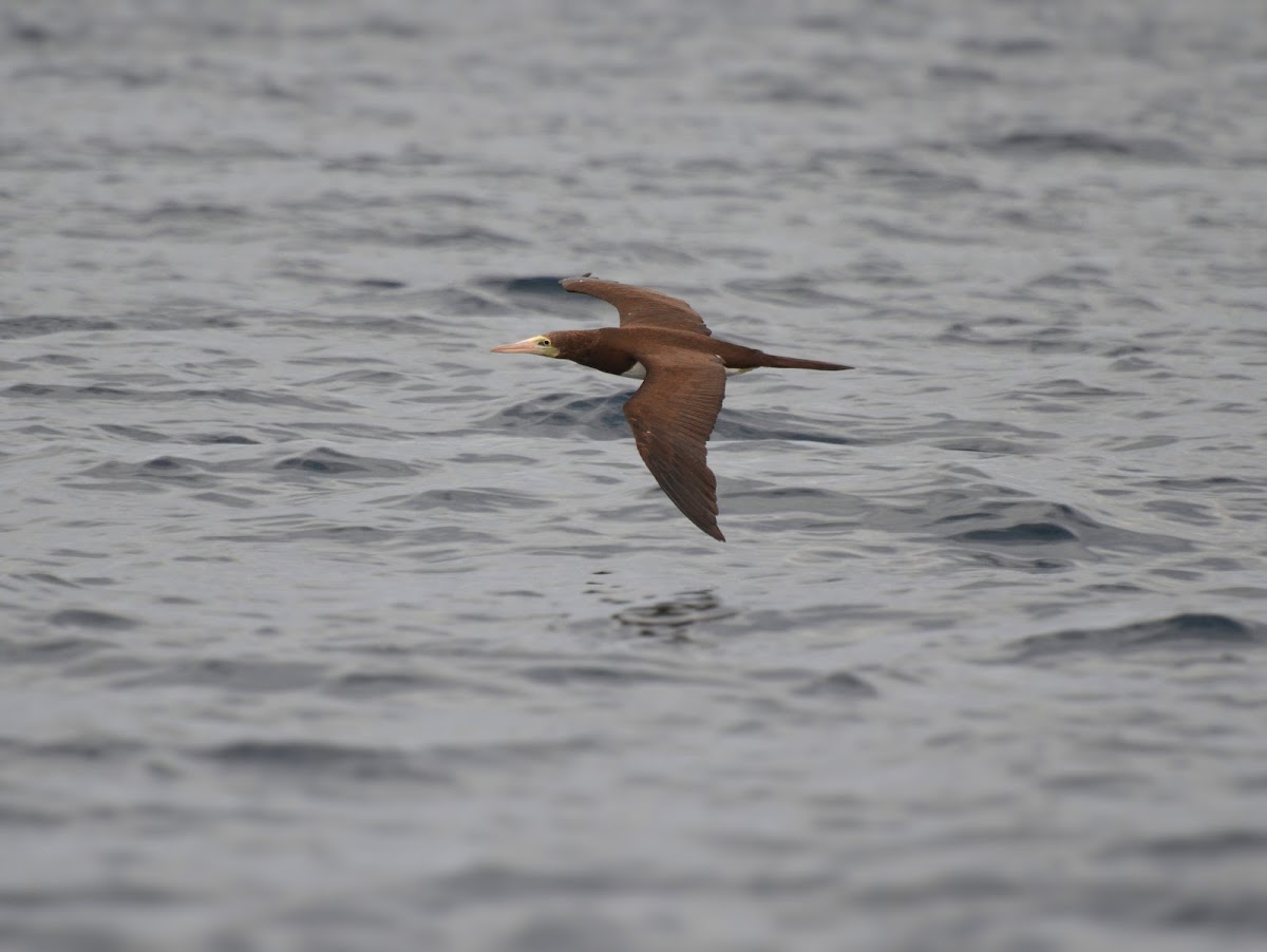 Brown Booby