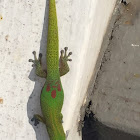 gold dust day gecko