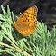 Great Spangled Fritillary