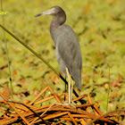 Little Blue Heron