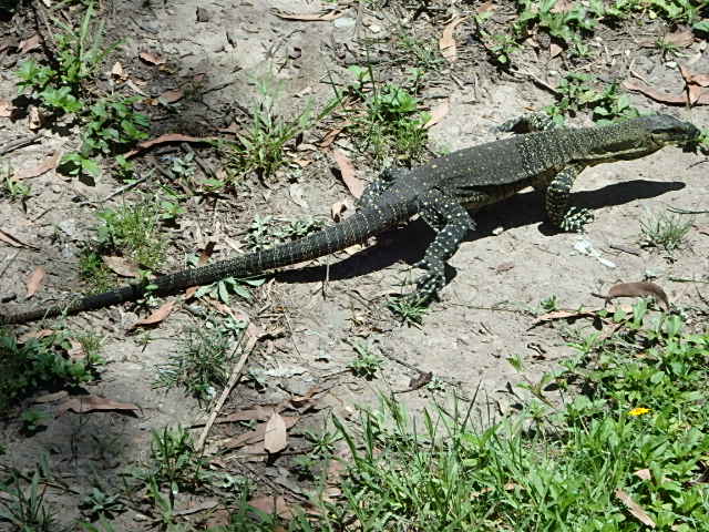 Lace Monitor