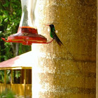 Red-billed Streamertail