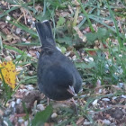 Dark-eyed Junco