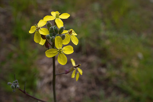 Coincya monensis