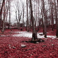  bed of leaves di 