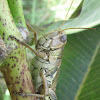 Differential Grasshopper