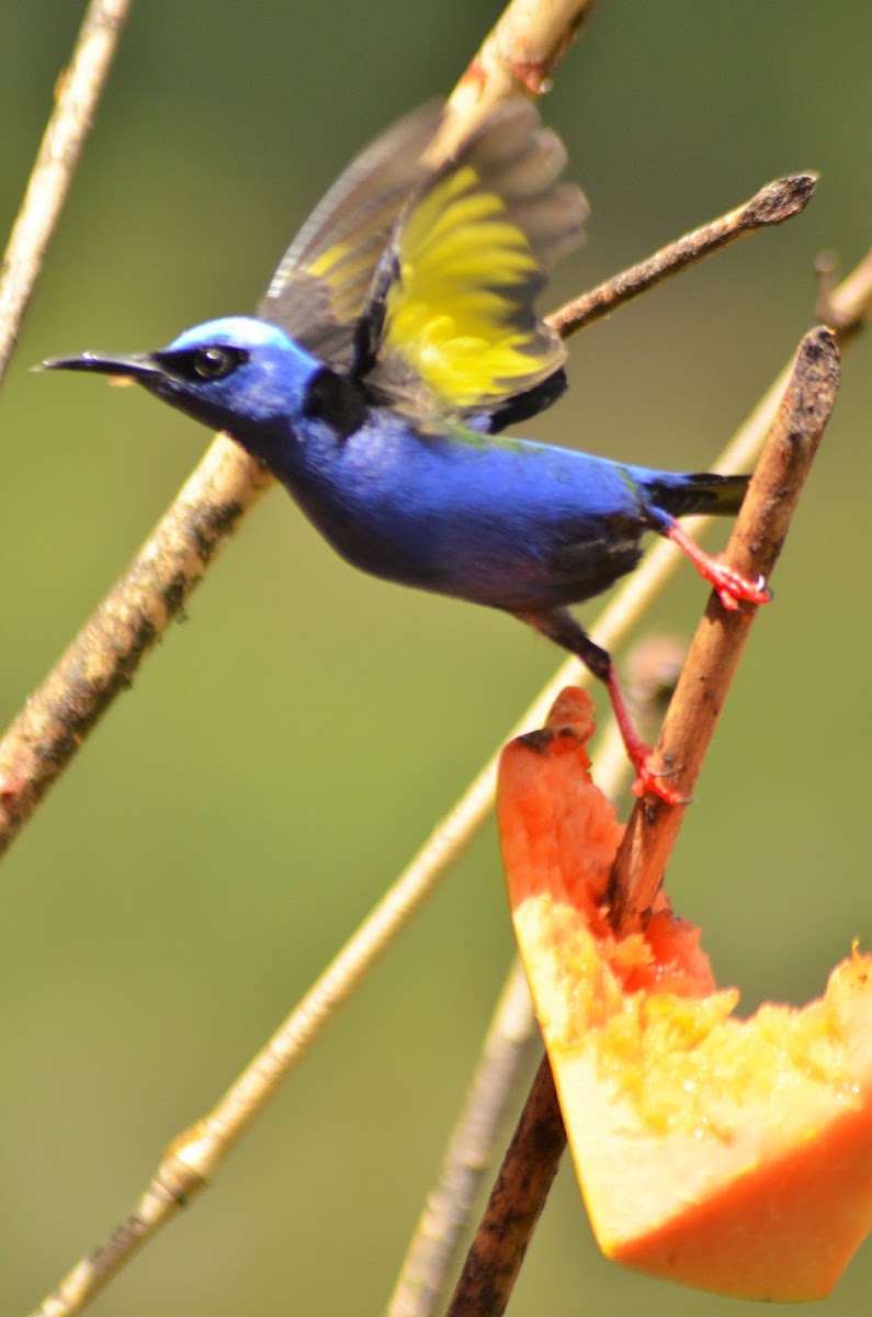 Red-legged Honeycreeper