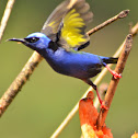 Red-legged Honeycreeper