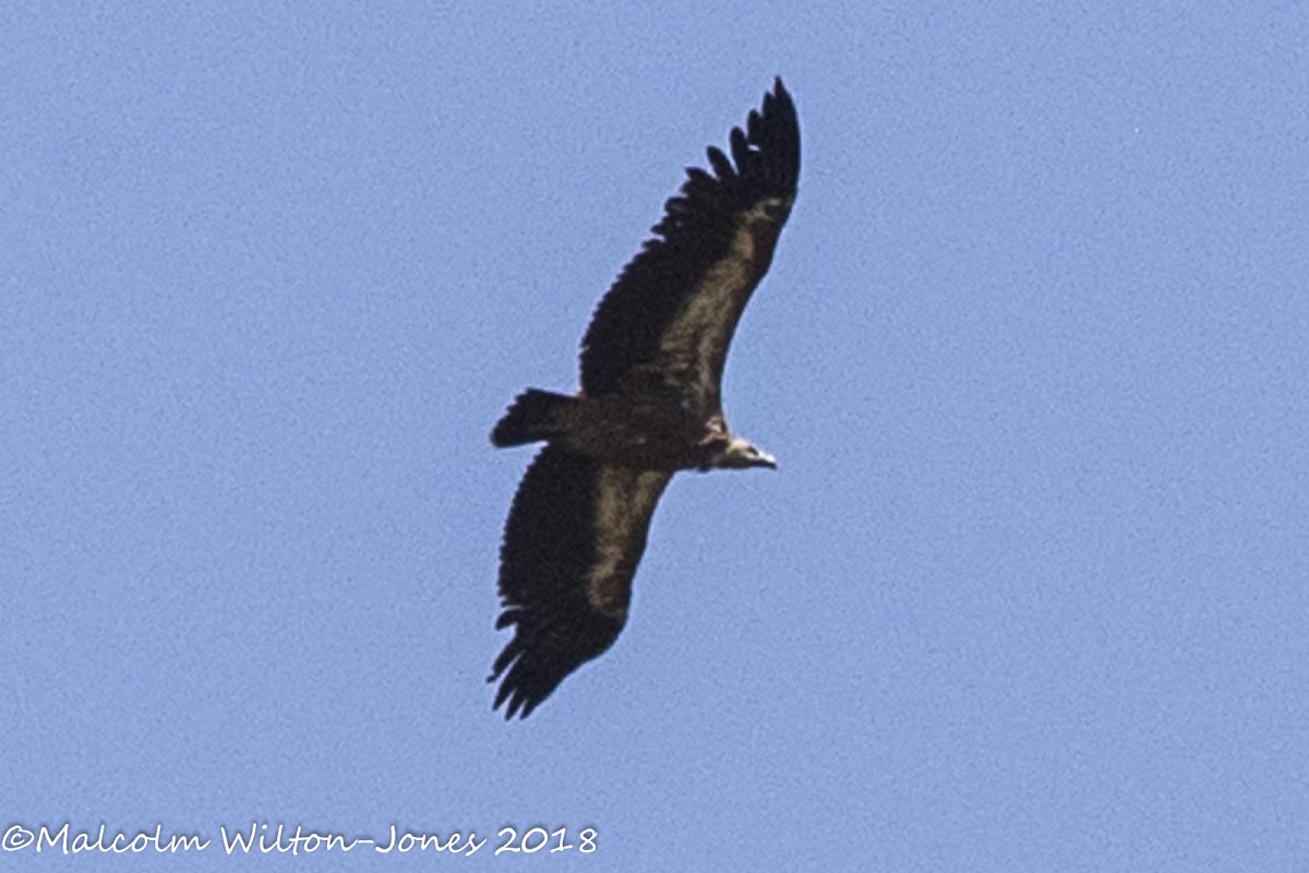 Griffon Vulture; Buitre Leonado