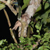 Sunda Frogmouth