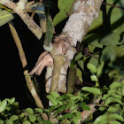 Sunda Frogmouth