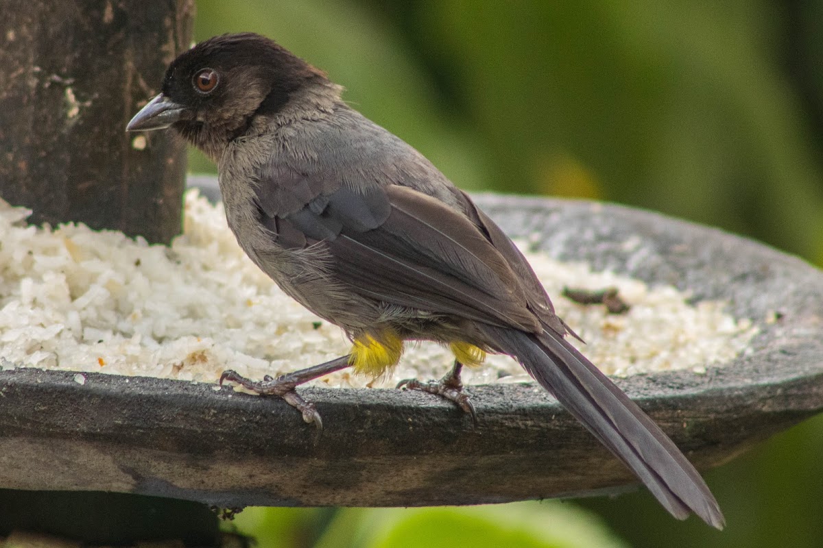 Yellow-thighed finch