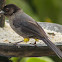 Yellow-thighed finch