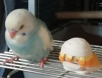 鳥いぃ