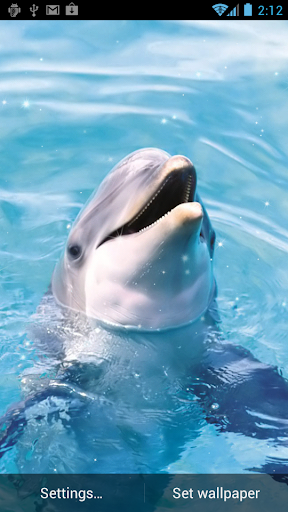 免費下載個人化APP|Dolphin Live Wallpaper app開箱文|APP開箱王